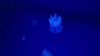 Jellyfish swims underwater, she moves and stirs. Live spineless jellyfish.
