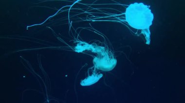 Jellyfish swims underwater, she moves and stirs. Live spineless jellyfish.