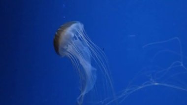 Jellyfish swims underwater, she moves and stirs. Live spineless jellyfish.