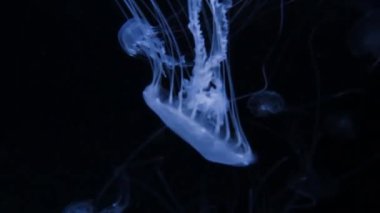 Jellyfish swims underwater, she moves and stirs. Live spineless jellyfish.