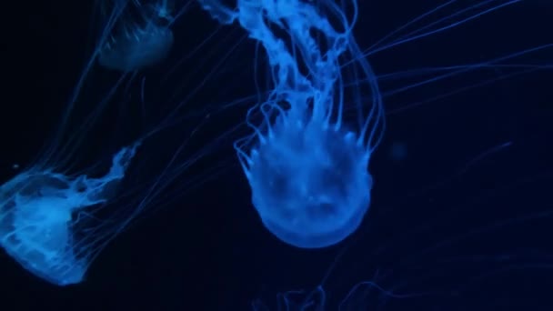 Медузи Плавають Під Водою Вона Рухається Перемішує Живі Безспінові Медузи — стокове відео
