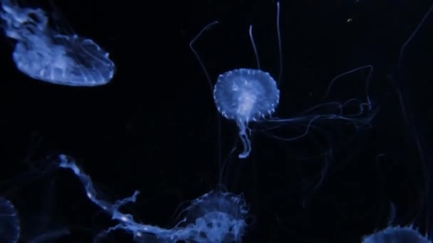Jellyfish Swims Underwater She Moves Stirs Live Spineless Jellyfish — Video