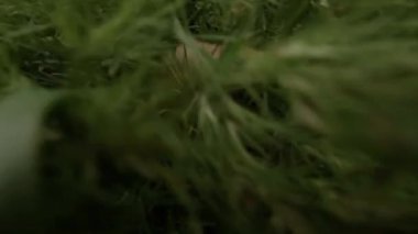 Kırmızı hamster yeşil çimlerde hızlı koşar..
