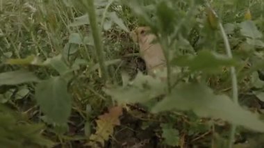 Kırmızı hamster yeşil çimlerde hızlı koşar..