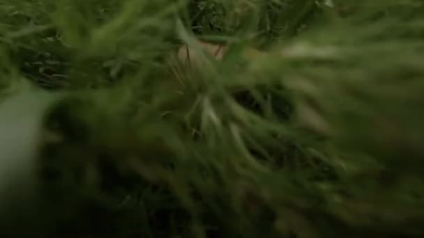 Den Röda Hamstern Springer Snabbt Det Gröna Gräset — Stockvideo
