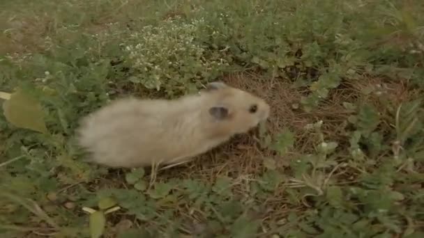 Den Röda Hamstern Springer Snabbt Det Gröna Gräset — Stockvideo