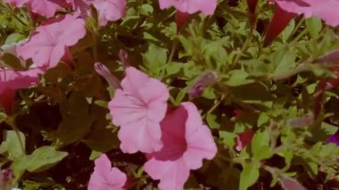 Renkli çiçekler ve yeşil yapraklı görüntüler.