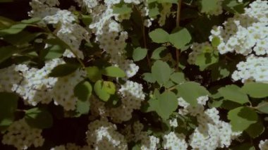 Yeşil çalı üzerinde beyaz çiçek açan bir görüntü..