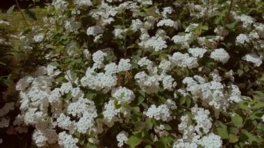 Yeşil çalı üzerinde beyaz çiçek açan bir görüntü..