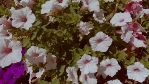 Záběry Barevnými Kvetoucími Květinami Zelenými Listy — Stock video