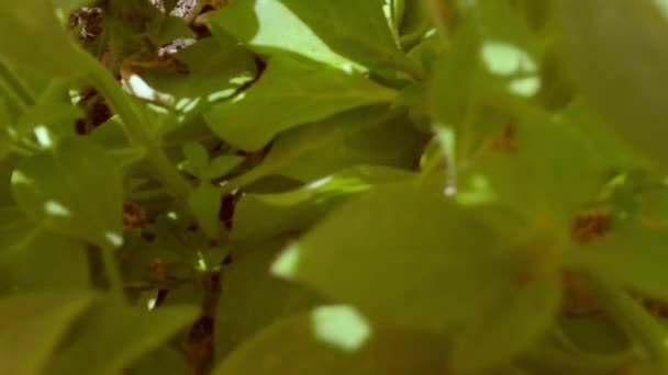 色とりどりの花と緑の葉の映像 — ストック動画