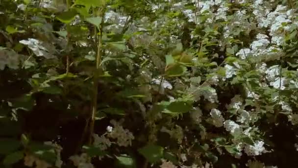 Images Avec Des Fleurs Blanches Sur Buisson Vert — Video