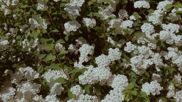 Beelden Met Wit Bloeiende Bloemen Een Groene Struik — Stockvideo