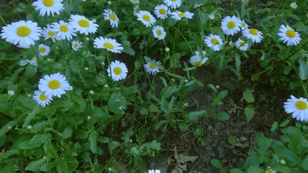 Záběry Bílých Květin Podobné Heřmánku Zblízka — Stock video