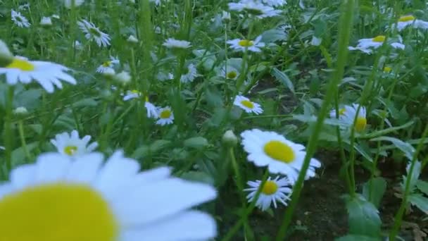 Beelden Van Witte Bloemen Vergelijkbaar Met Kamille Close — Stockvideo