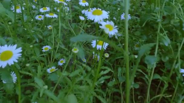 Beelden Van Witte Bloemen Vergelijkbaar Met Kamille Close — Stockvideo