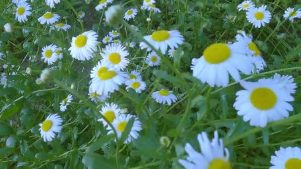 Filmagem Flores Brancas Semelhantes Camomila Close — Vídeo de Stock