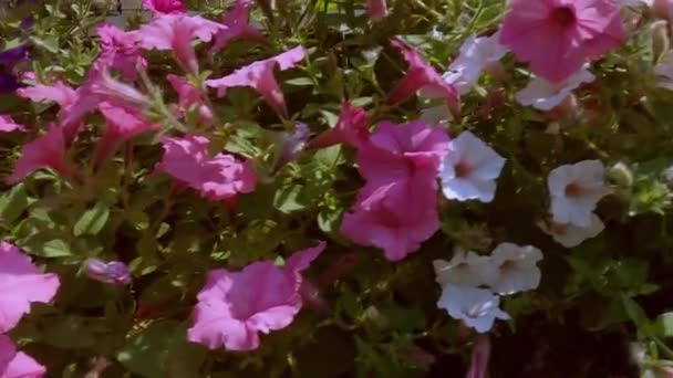 Filmagem Flores Multi Coloridas Entre Folhagem Verde — Vídeo de Stock