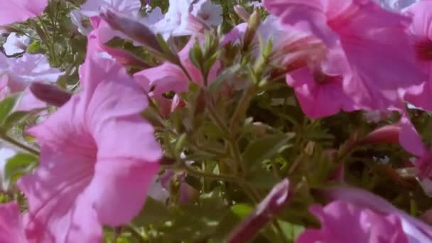 Beelden Van Veelkleurige Bloemen Tussen Groen Blad — Stockvideo
