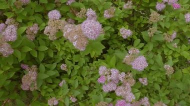 Yabanarıları ve arılar bahçedeki çiçek çalılarına oturur ve nektar toplarlar. Çalılıklarda pembe çiçekler.