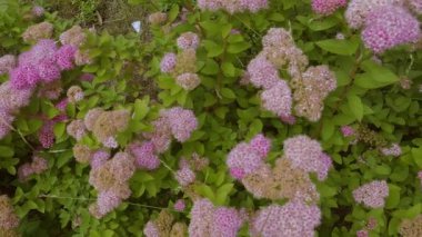 Bahçede pembe ve beyaz çiçekli yeşil çalılar var..