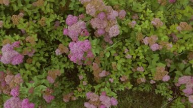 Yabanarıları ve arılar bahçedeki çiçek çalılarına oturur ve nektar toplarlar. Çalılıklarda pembe çiçekler.