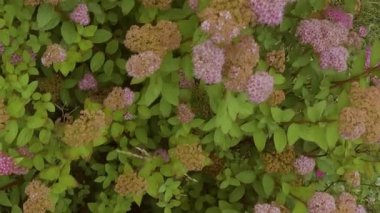 Bahçede pembe ve beyaz çiçekli yeşil çalılar var..