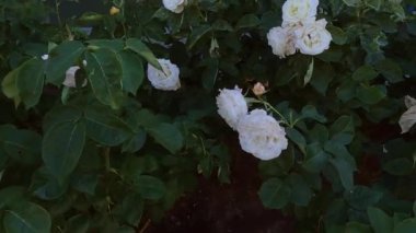 Bahçede güzel beyaz güller açar, çalılarda taze çiçekler açar..