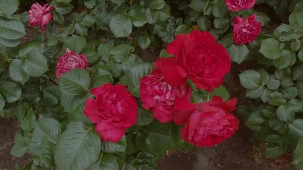 Όμορφα Κόκκινα Τριαντάφυλλα Ανθίζουν Στον Κήπο Φρέσκα Λουλούδια — Αρχείο Βίντεο