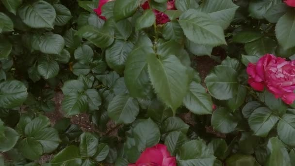 Lindas Rosas Vermelhas Florescem Jardim Flores Frescas — Vídeo de Stock