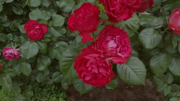 Belles Roses Rouges Fleurissent Dans Jardin Des Fleurs Fraîches — Video