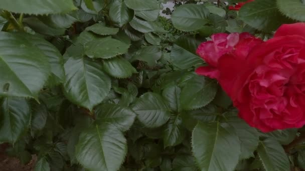 Krásné Červené Růže Kvetou Zahradě Čerstvé Květiny — Stock video