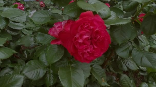 Vackra Röda Rosor Blommar Trädgården Färska Blommor — Stockvideo