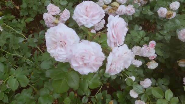 Λεπτά Ροζ Τριαντάφυλλα Ανθίζουν Στον Κήπο Φρέσκα Λουλούδια Ανθίζουν Στους — Αρχείο Βίντεο