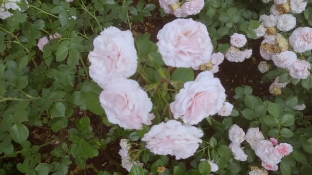 Delicadas Rosas Rosadas Florecen Jardín Flores Frescas Florecen Los Arbustos — Vídeos de Stock