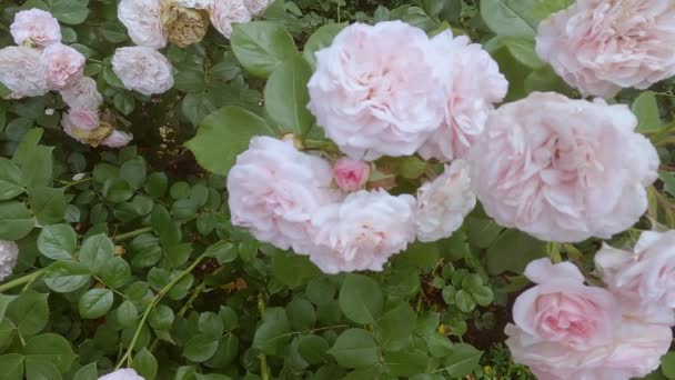 Jemné Růžové Růže Kvetou Zahradě Čerstvé Květiny Kvetou Keřích — Stock video