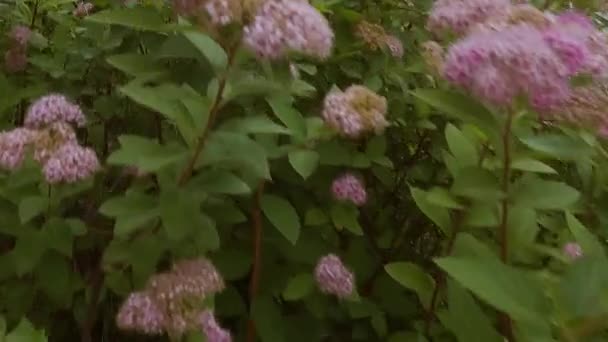 Trädgården Har Gröna Buskar Med Rosa Och Vita Blommor — Stockvideo