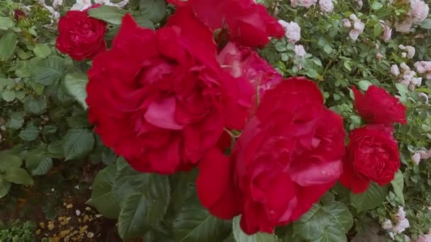 庭に美しい赤いバラが咲き 新鮮な花を咲かせます — ストック動画