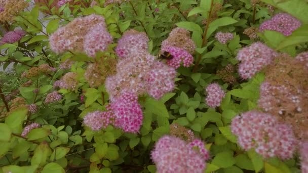 Hommels Bijen Zitten Bloemenstruiken Tuin Verzamelen Nectar Roze Bloemen Struiken — Stockvideo