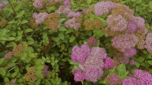 バンブルビーとミツバチは庭の花の茂みに座って蜜を収集します 茂みの上のピンクの花 — ストック動画