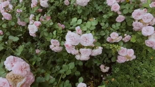 Des Roses Roses Délicates Fleurissent Dans Jardin Des Fleurs Fraîches — Video