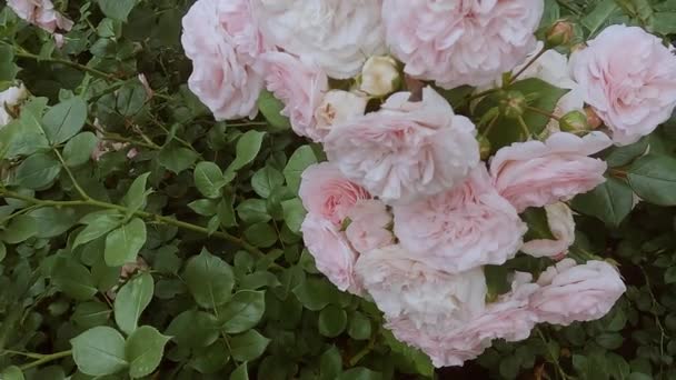 Λεπτά Ροζ Τριαντάφυλλα Ανθίζουν Στον Κήπο Φρέσκα Λουλούδια Ανθίζουν Στους — Αρχείο Βίντεο