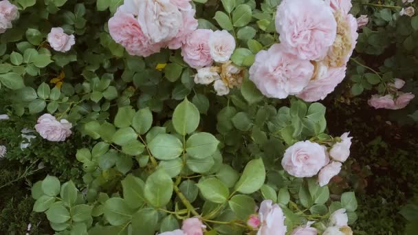 Jemné Růžové Růže Kvetou Zahradě Čerstvé Květiny Kvetou Keřích — Stock video