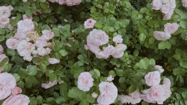 Delikata Rosa Rosor Blommar Trädgården Färska Blommor Blommar Buskarna — Stockvideo