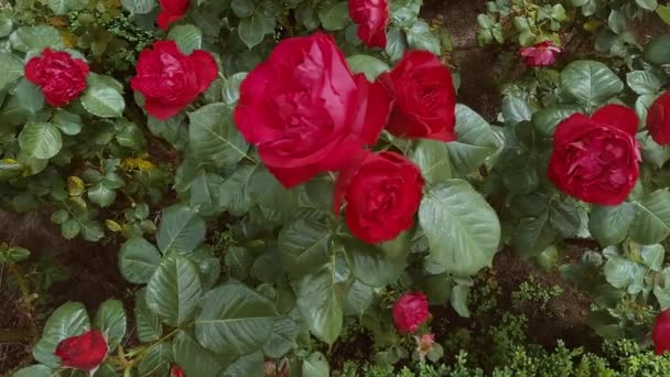 Όμορφα Κόκκινα Τριαντάφυλλα Ανθίζουν Στον Κήπο Φρέσκα Λουλούδια — Αρχείο Βίντεο