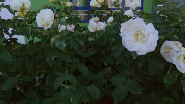 Gyönyörű Fehér Rózsák Nyílnak Kertben Friss Virágok Nyílnak Bokrokon — Stock videók
