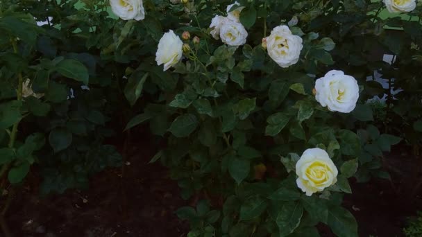 庭には美しい白いバラが咲き 茂みには新鮮な花が咲きます — ストック動画