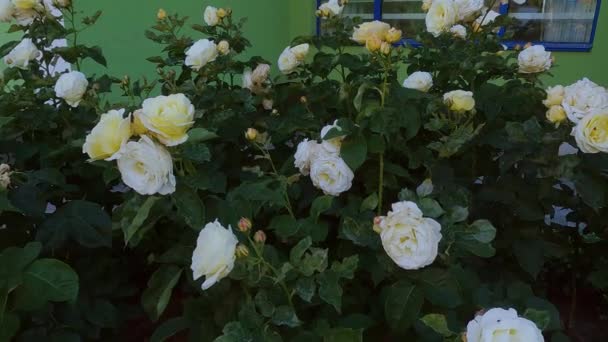 Lindas Rosas Brancas Florescem Jardim Flores Frescas Florescem Nos Arbustos — Vídeo de Stock