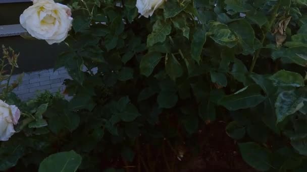 Gyönyörű Fehér Rózsák Nyílnak Kertben Friss Virágok Nyílnak Bokrokon — Stock videók