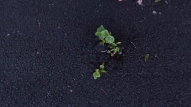 Bir çocuk, asfaltta filizlenen bir ağaç filizine bakıyor. Küçük bir ağacı sular ve onunla ilgilenir..